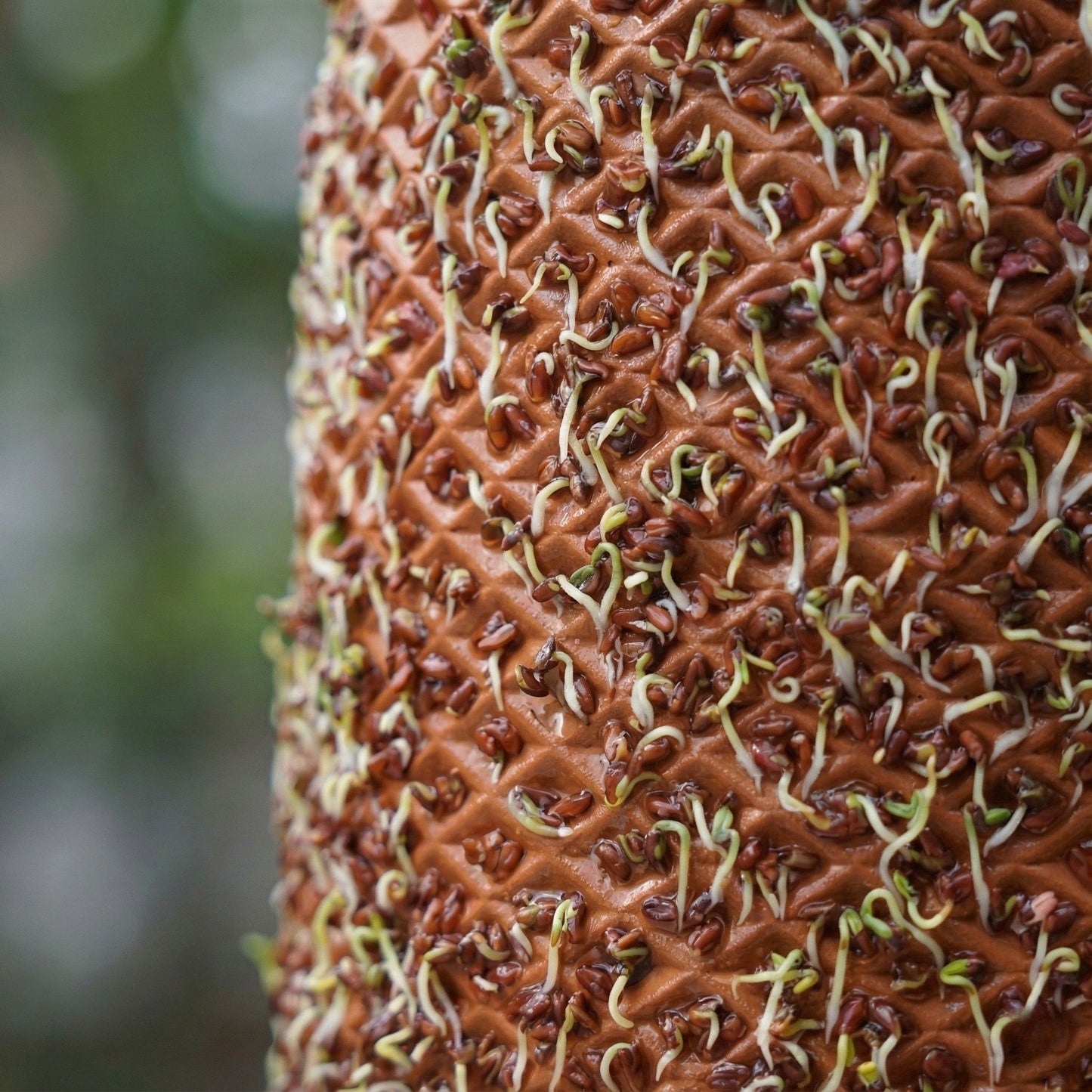 Canlı Saksı'da filizlenen Tere tohumları