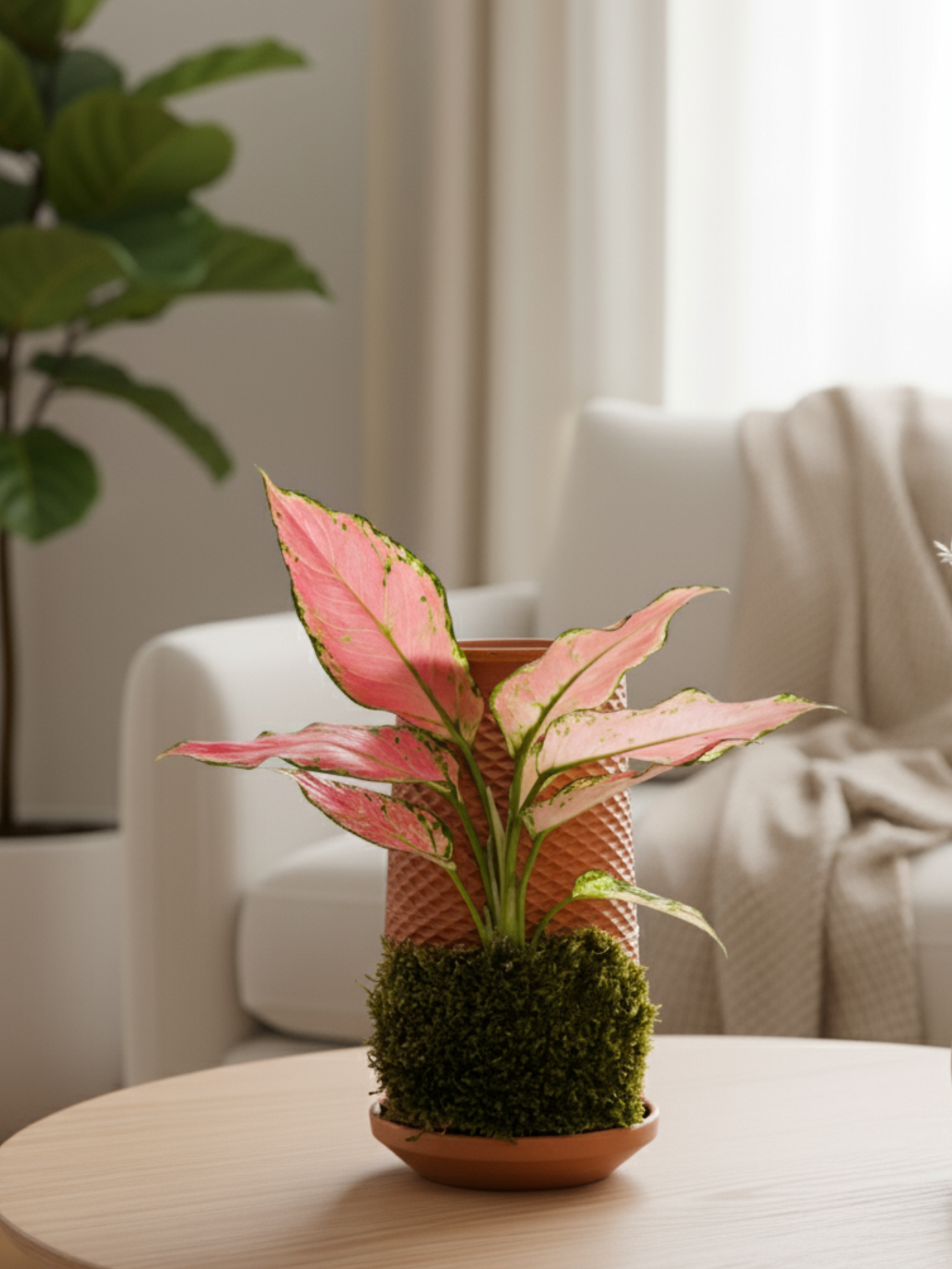 Canlı Saksı'nın dışında pembe yapraklı bir Aglaonema (Çin Herdemyeşili) bitkisi.