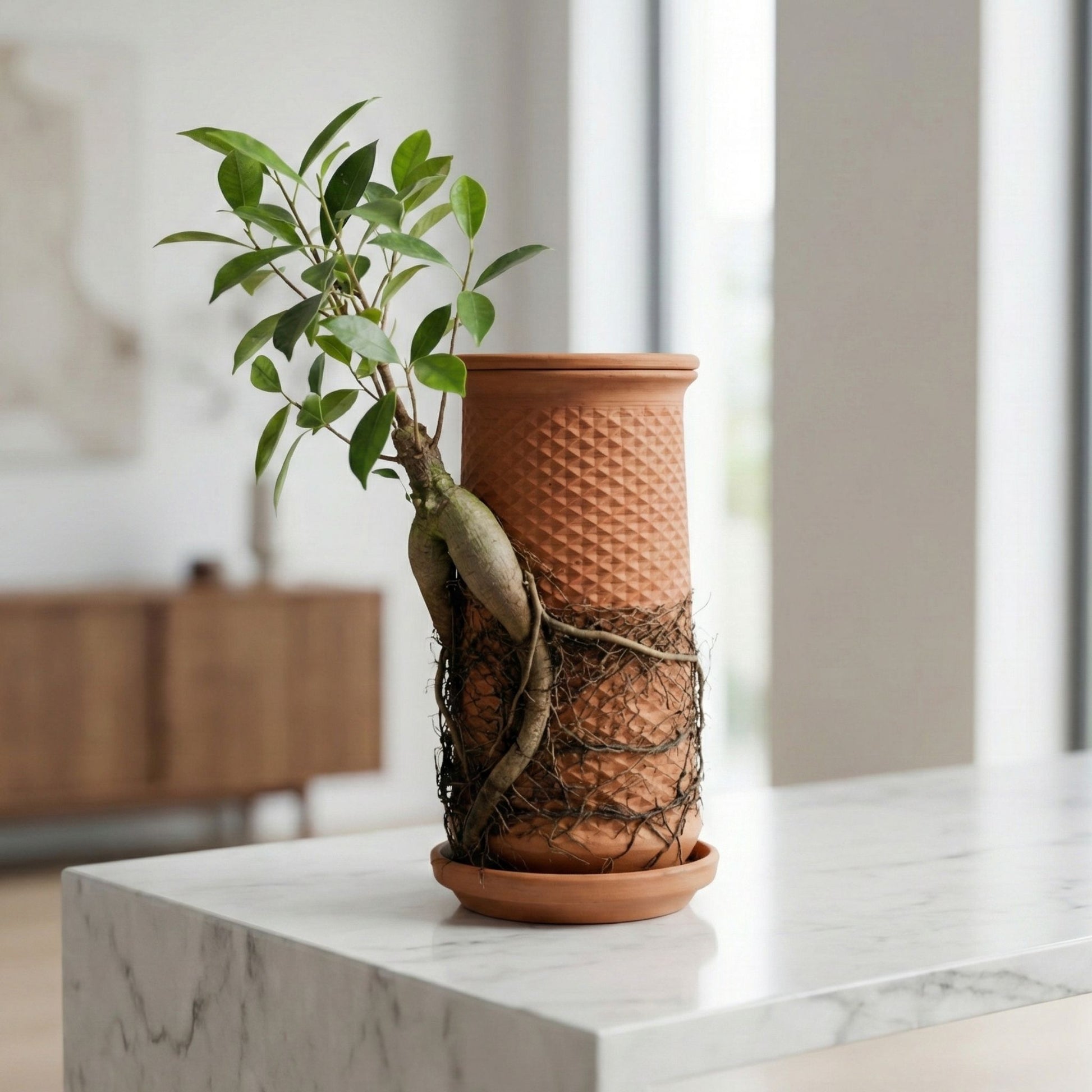 Modern dekorasyon ürünü, bonsai ağacı bulunan Canlı Saksı.