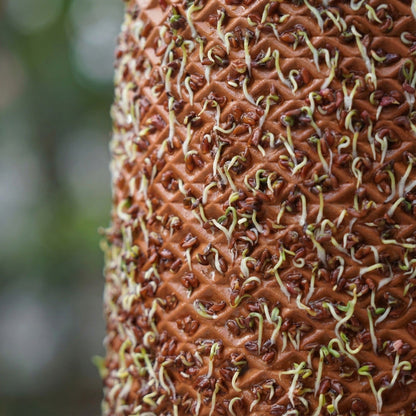 Canlı Saksı'da filizlenen Tere tohumları