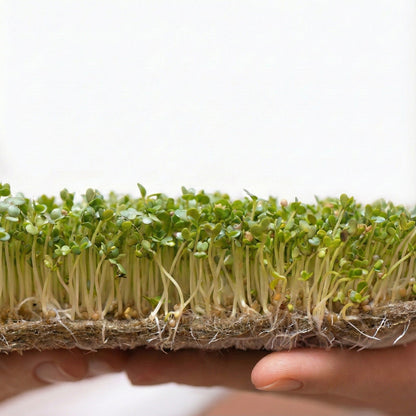 Canlı Saksı'da filizlenen chia tohumları