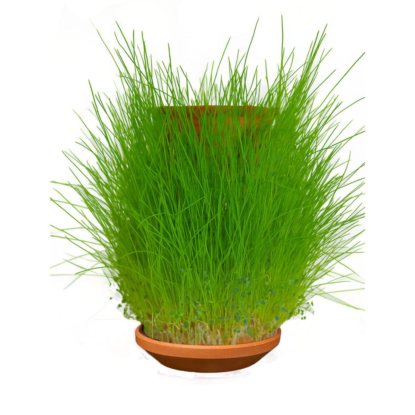 Canlı Saksı'ya Özel Çim Tohumlar