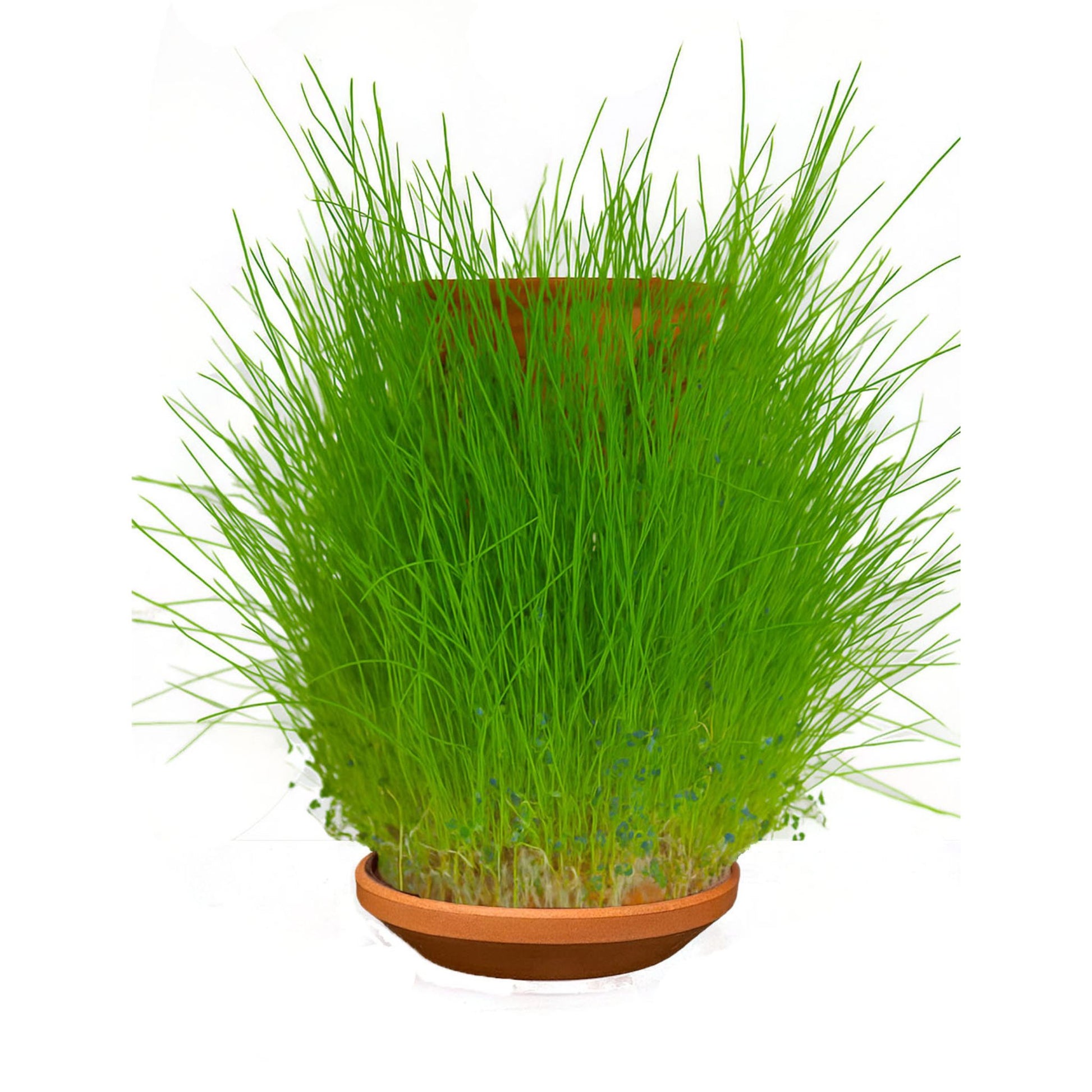 Canlı Saksı'ya Özel Çim Tohumlar