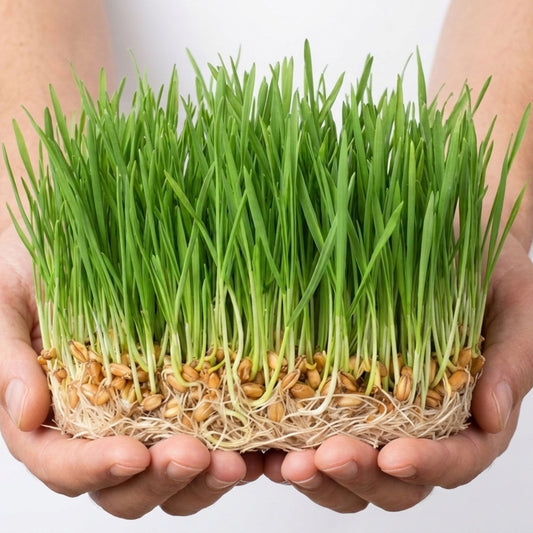 Canlı Saksı'ya Özel Buğday Tohumlar