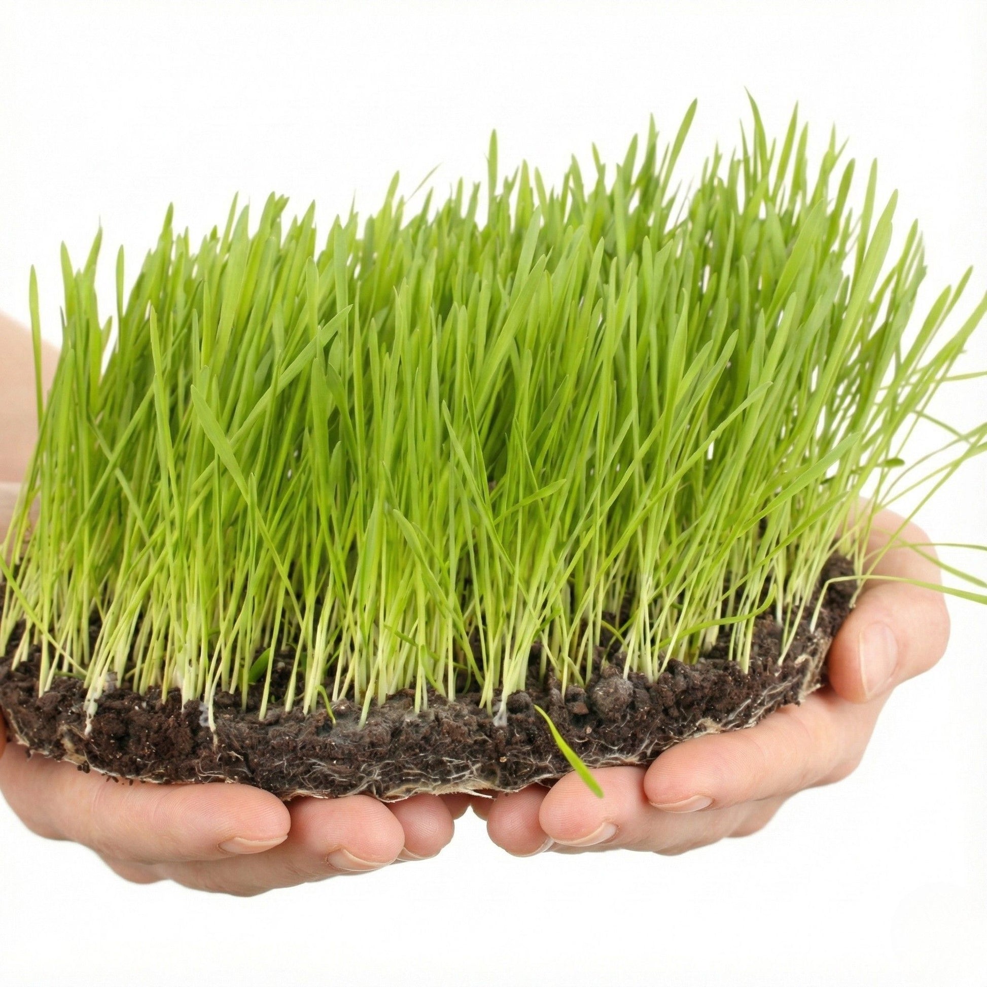 Canlı Saksı'ya Özel Çim Tohumlar