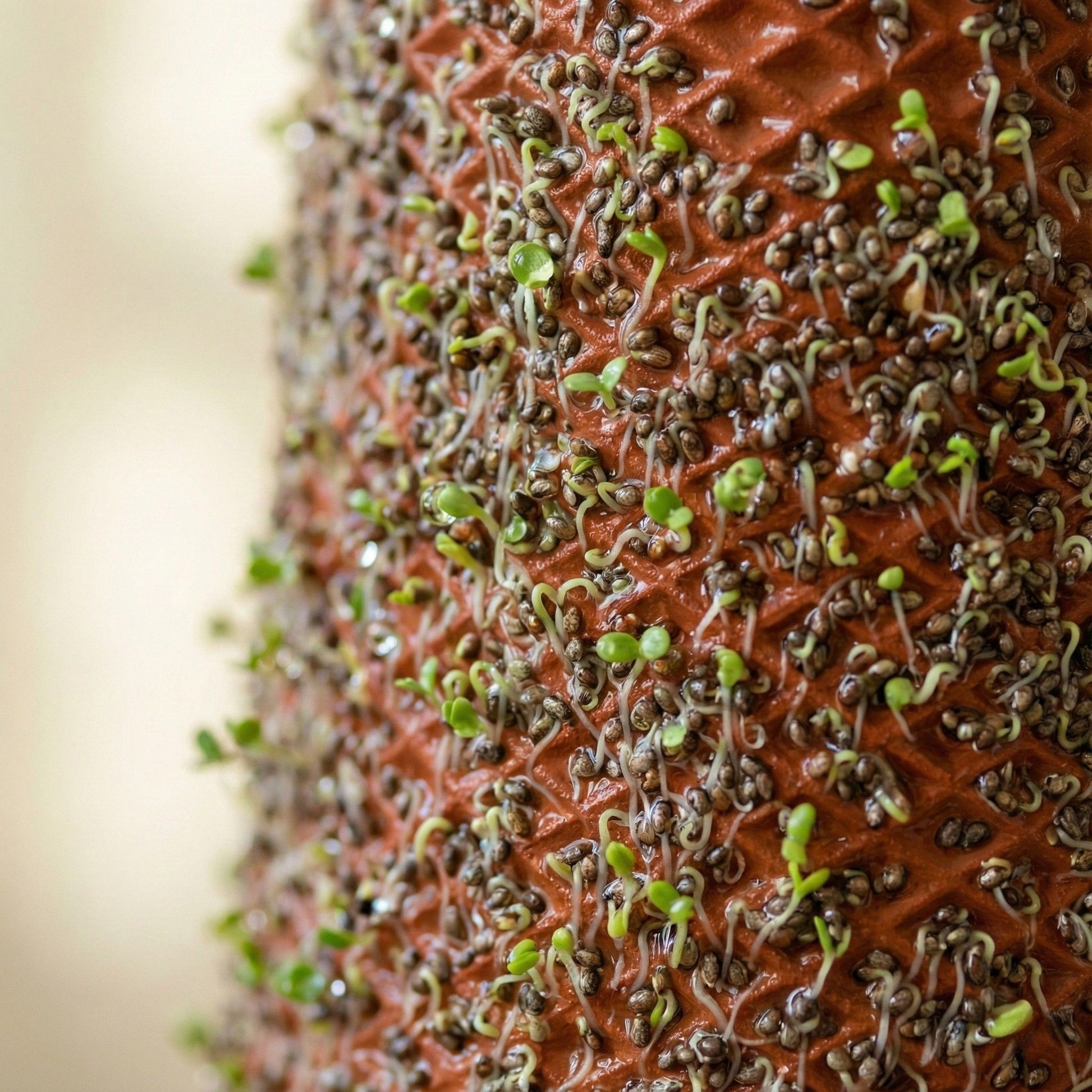 Canlı Saksı'da filizlenen chia tohumları