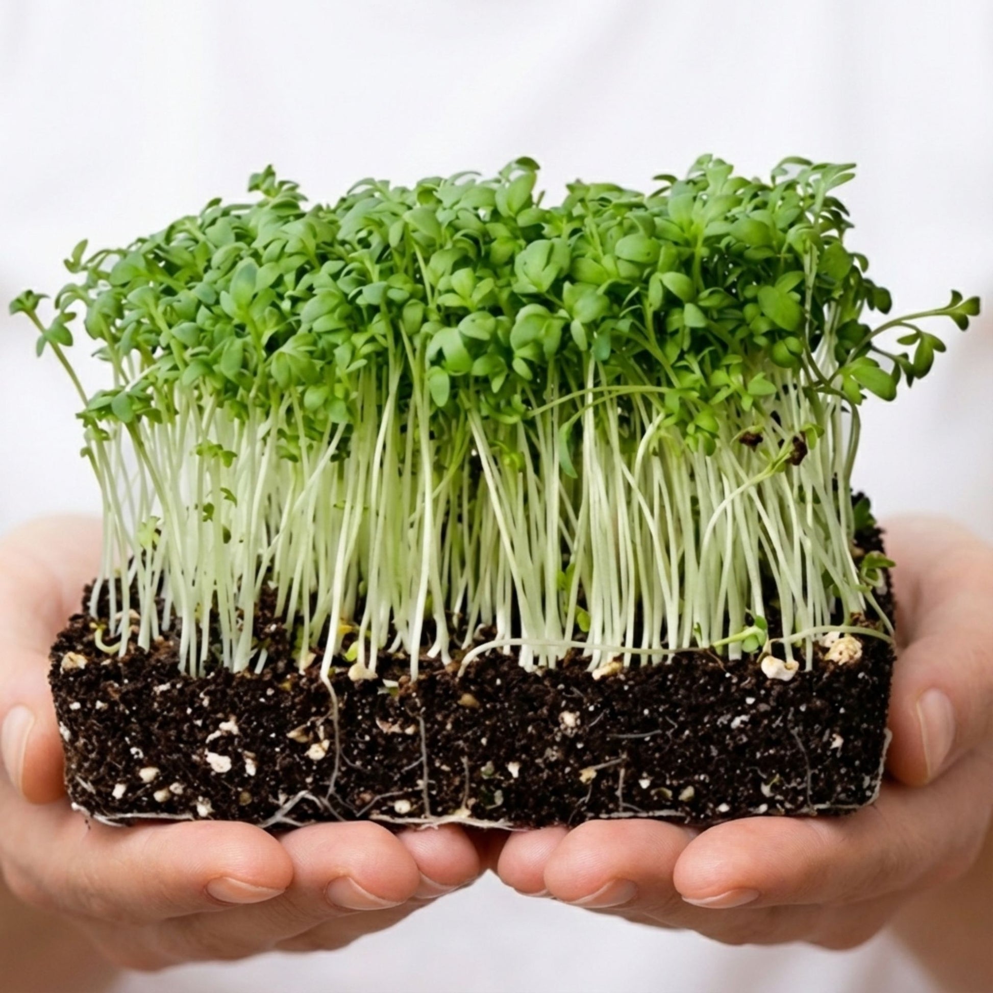 Canli Saksi Özel Tere Tohumları