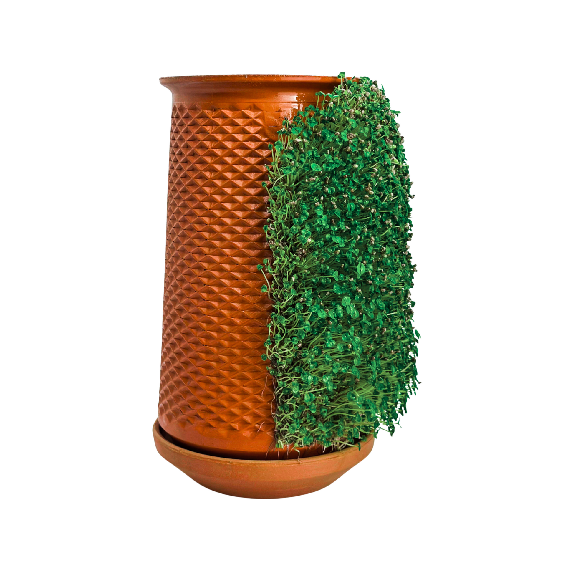 Canlı Saksı'ya Özel Chia Tohumlar - 3'lü Paket - Canlı Saksı