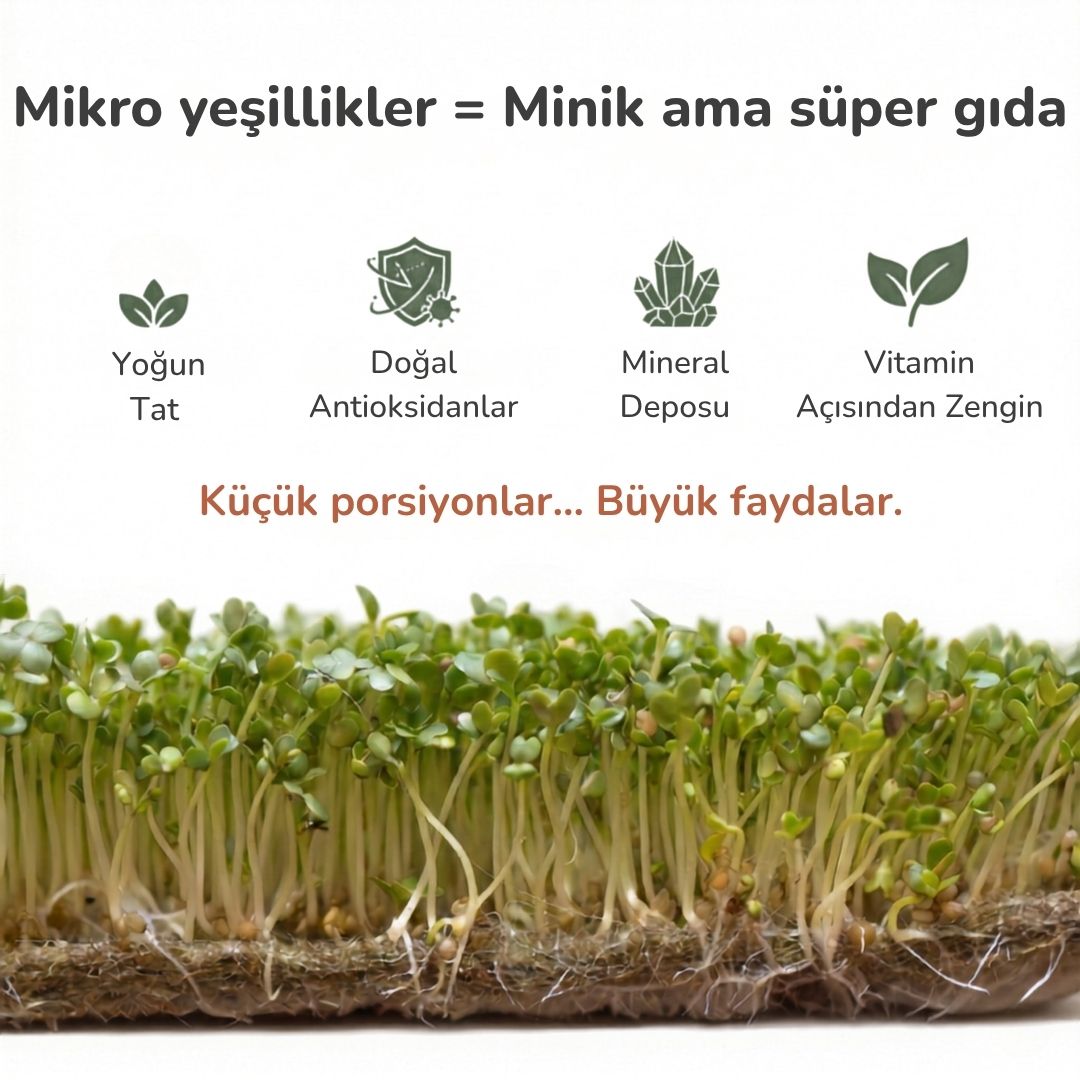 Canlı Saksı | Tezgah Üstü Mikroyeşil Bahçesi
